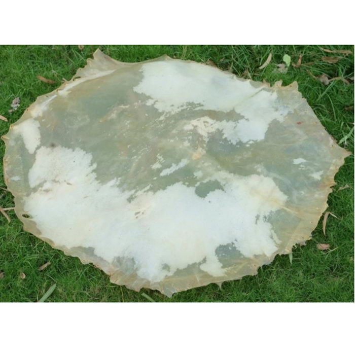 An 24-inch Vellum Drum Head Made From Calf Skin Thin
