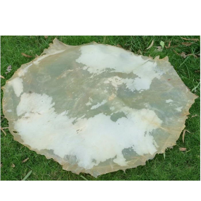 An 30-inch Vellum Drum Head Made From Calf Skin Thin