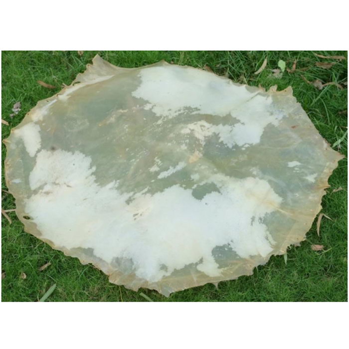An 32-inch Vellum Drum Head Made From Calf Skin Medium