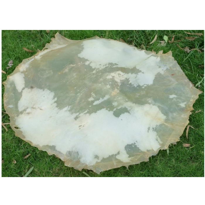An 36-inch Vellum Drum Head Made From Calf Skin Medium